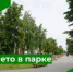 Приглашаем бузулучан присоединиться к акции «Лето в парке» - Администрация города